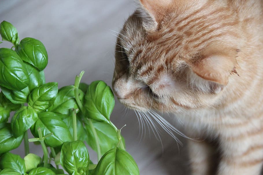 cat, red, pet, curiosity, taster, adidas, explore, basil, plant HD wallpaper