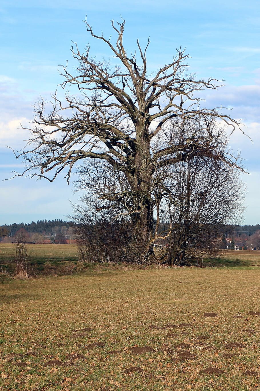 tree, individually, old, aesthetic, branches, nature, log, end time HD wallpaper