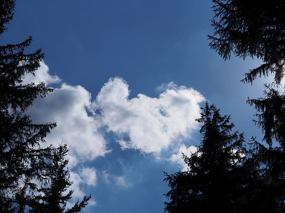 clouds, blue sky, formation, heart, firs, contrast, summer HD wallpaper