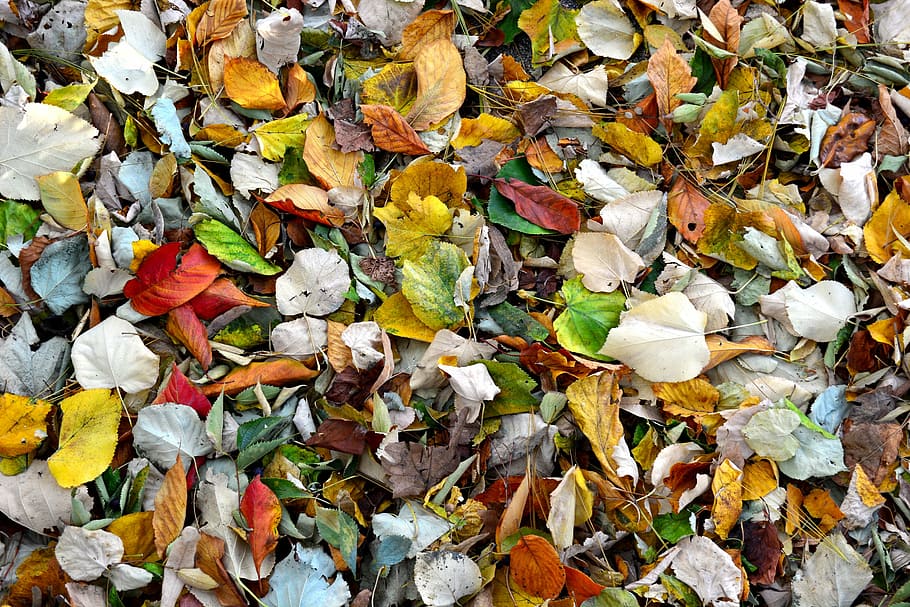 photograph of assorted-color leaf artwork, autumn, autumn colours, HD wallpaper