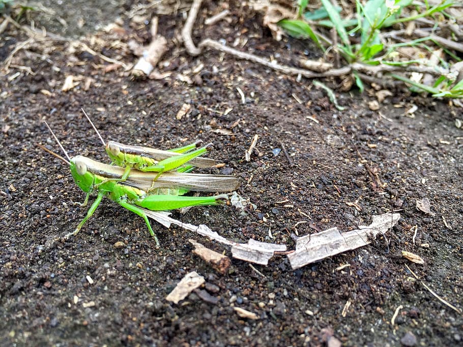 grasshoppers, insect, pair, ride, oxya spp, rice fields, one animal HD wallpaper