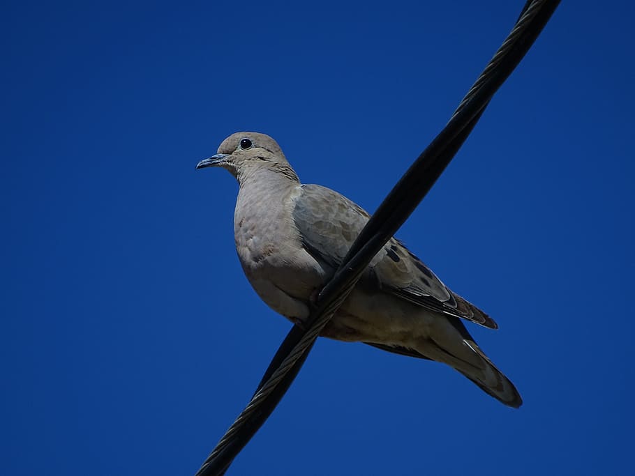 birds, blue sky, doves, environment, nature, tranquility, landscape, HD wallpaper