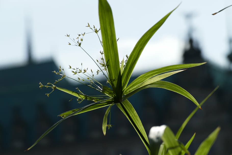 flower, hambourg, germany, plant, growth, focus on foreground HD wallpaper
