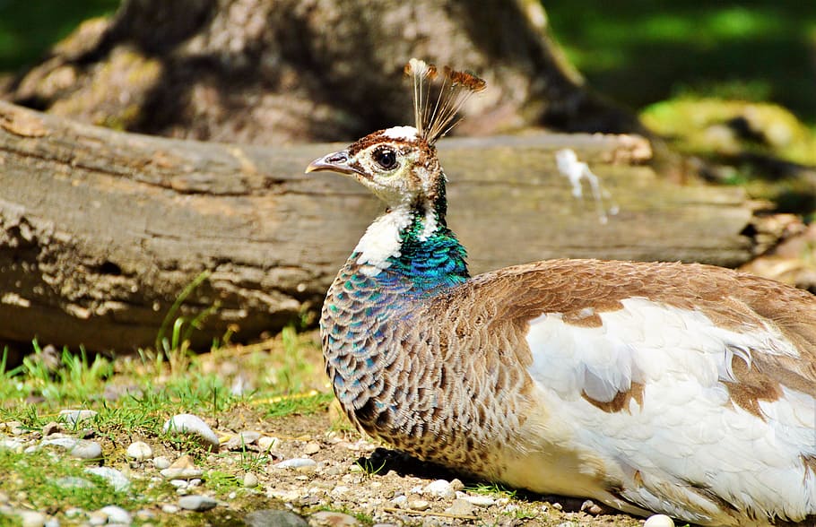 peacock, bird, plumage, feather, animal, peacock feathers, zoo HD wallpaper