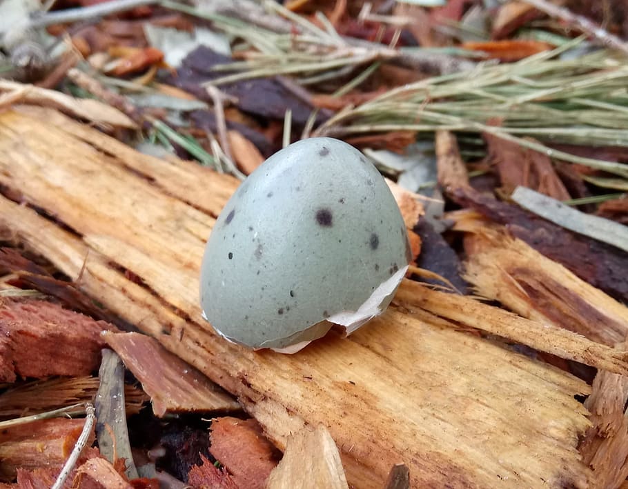 moorhen, bird egg, eggshell, speckled, camouflage, animal, close-up HD wallpaper