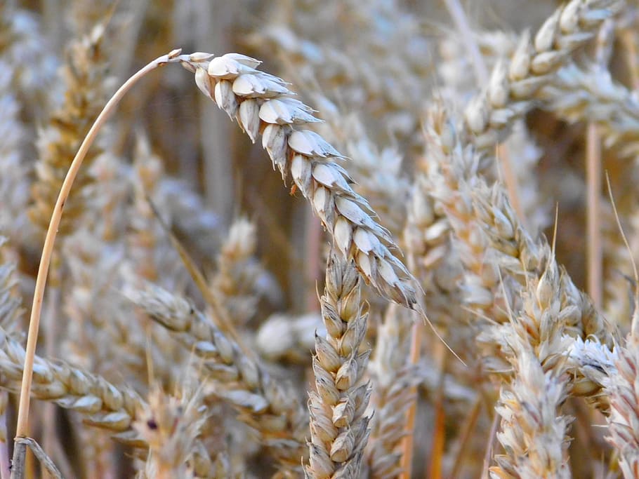 Wheat, Grains, Field, Cereals, cornfield, ear, food, cultivation HD wallpaper