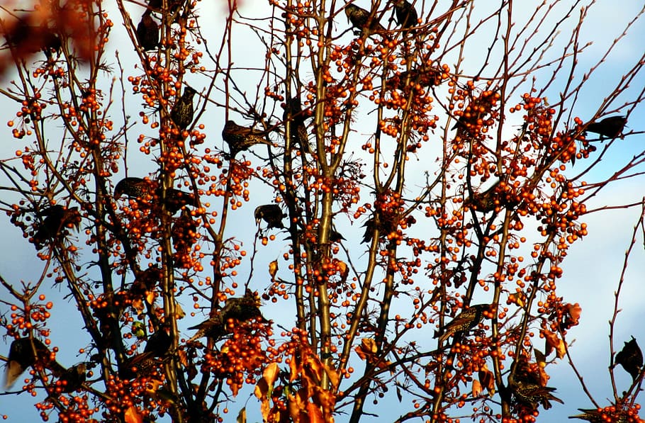 birds, berries, branch, tree, autumn, feather, nature, plant HD wallpaper