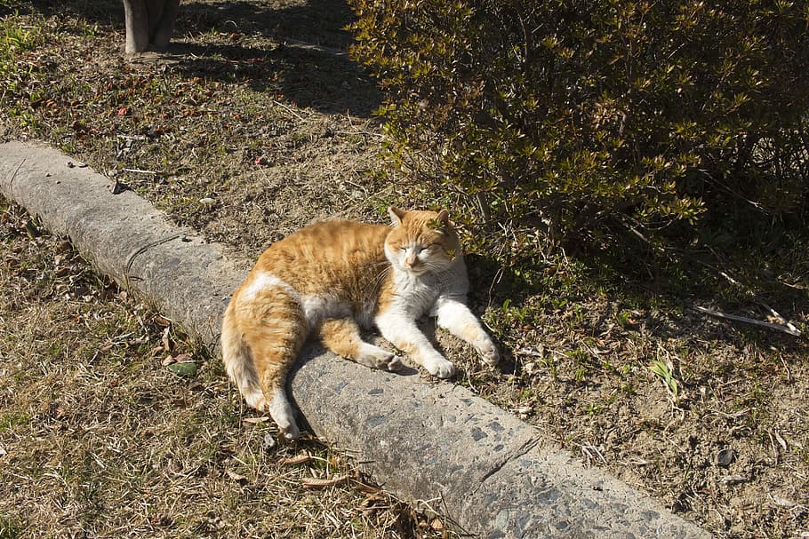 Cat, Sun, Siesta, Cats, Cute, Pm, park, grass, animal, one animal HD wallpaper