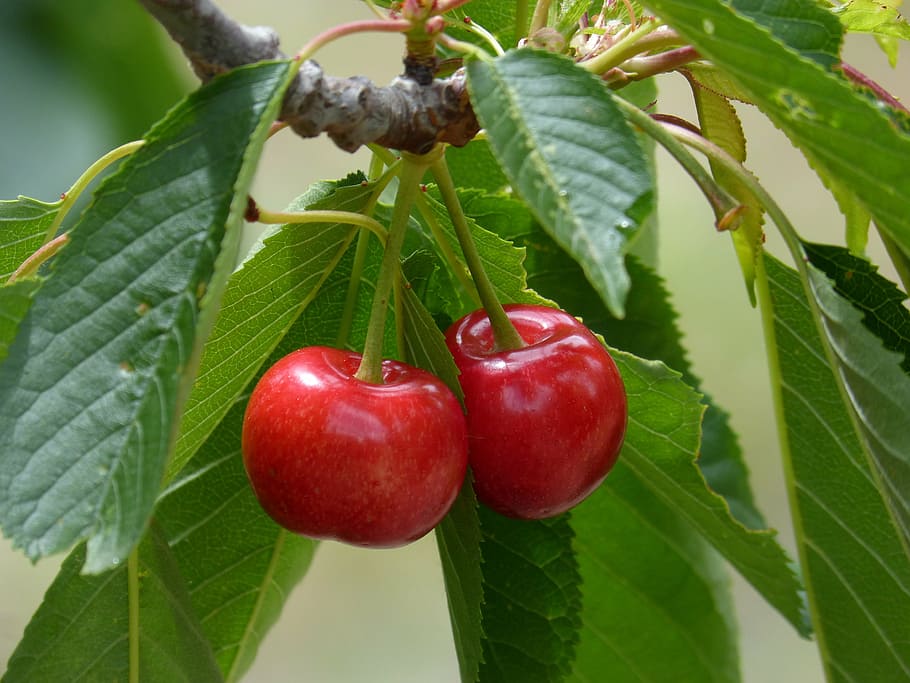 closeup photo of red cherry, cherries, red fruit, sweet, food and drink HD wallpaper
