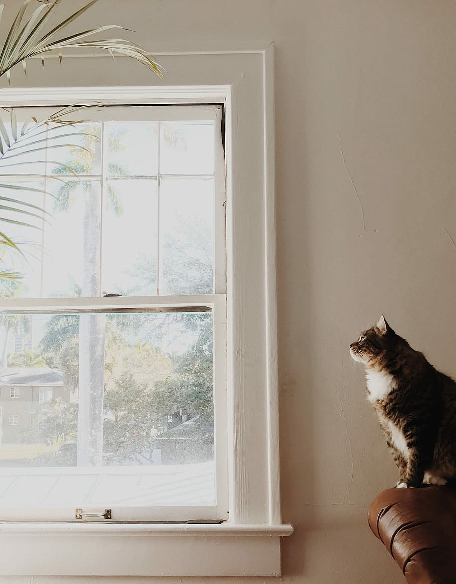 medium-fur brown and white cat sitting on brown sofa near white window, cat on brown leather sofa chair near window HD wallpaper