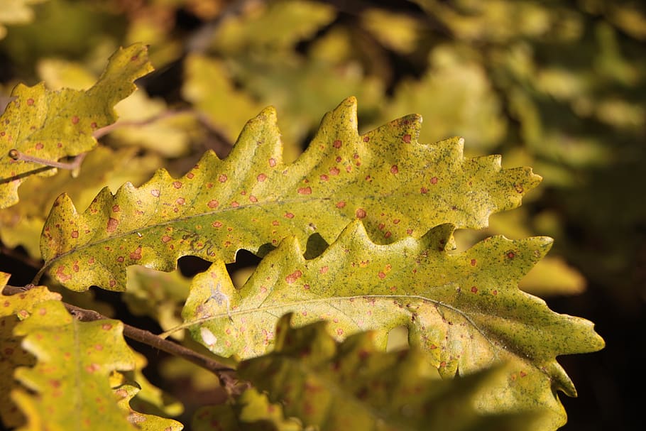 colors, fall, forest, leaf, leaves, light, warm, yellow, autumn HD wallpaper