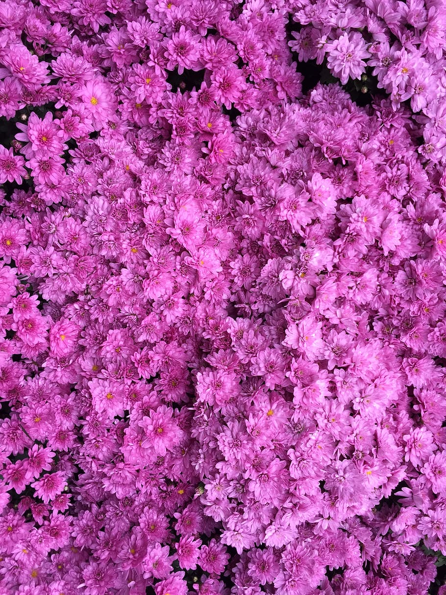 HD wallpaper azalea color dark pink hot pink chrysanthemum fragrance   Wallpaper Flare