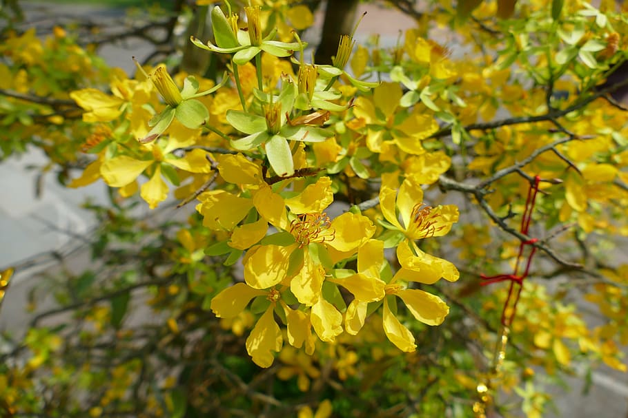 blossom, bloom, flowers, spring, tree, nature, yellow, tropical HD wallpaper