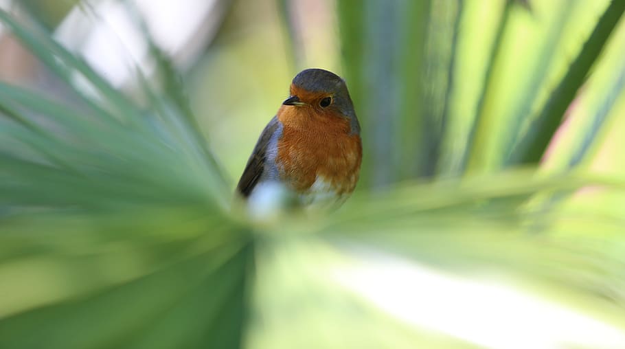 robin, bird, redbreast, red breast, songbird, palm tree, tropical HD wallpaper