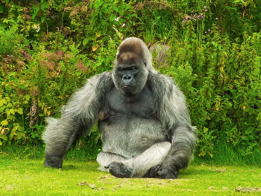 grey and black gorilla seats on green grass, animal, nature, wildlife