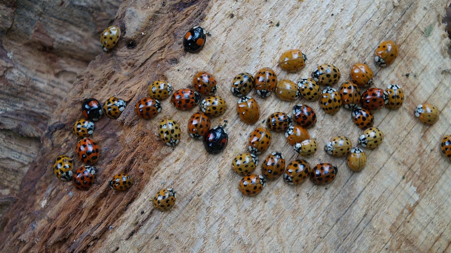 Beetle, Ladybug, Insect, Lucky Charm, nature, points, small HD wallpaper