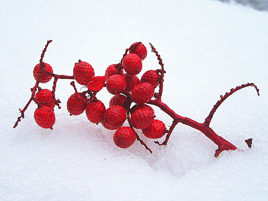 Snow, White, Winter, Cold, Branch, red, decoration, nature HD wallpaper