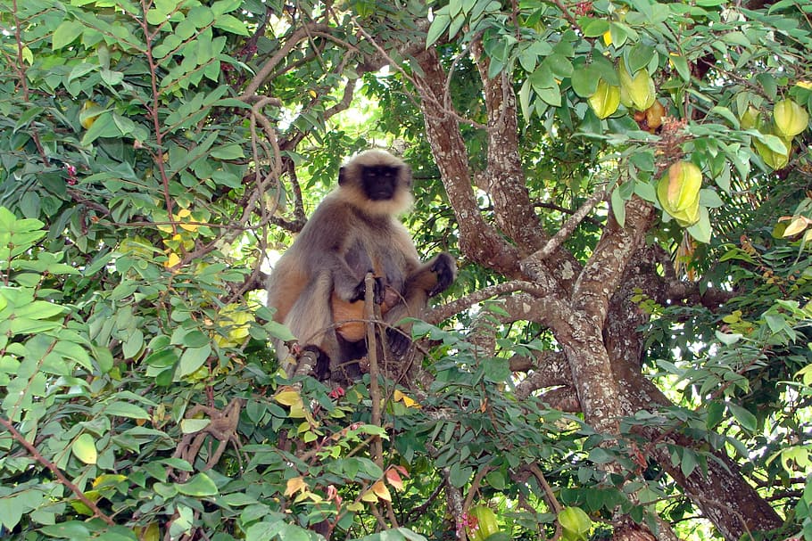 Monkey, Hanuman, Langur, Semnopithecus, macaque, sitting, gazing, HD wallpaper