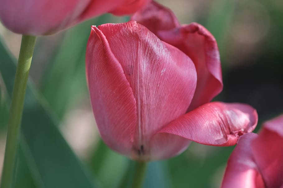 Tulip, Violet, Spring, Flowers, Nature, purple, plant, close