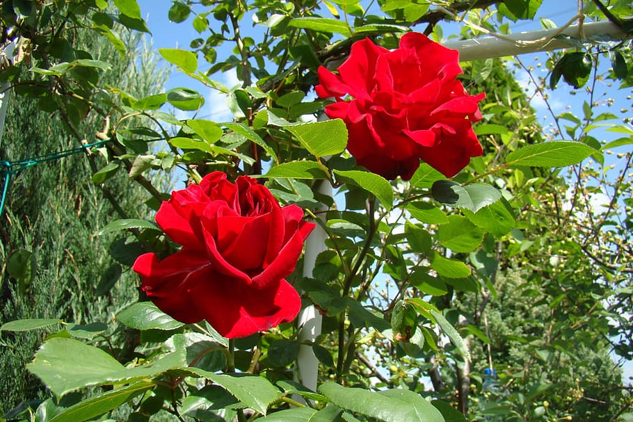 roses, red roses, the plot, flowers, holiday, flowering plant HD wallpaper