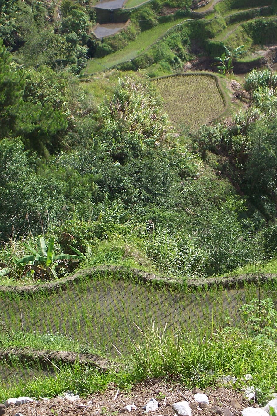 terraces, rice cultivation, rice fields, philippines, landscape, HD wallpaper