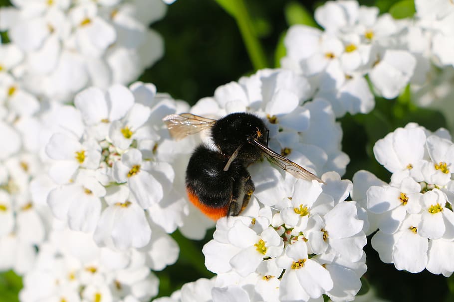 Insect, Mite, Hummel, Wing, Flower, flowers, white, nature HD wallpaper