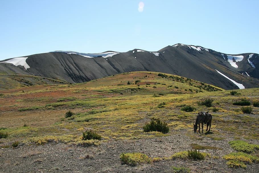 canada, eldorado, mountains, outdoor, horse, alone, rest, nature HD wallpaper