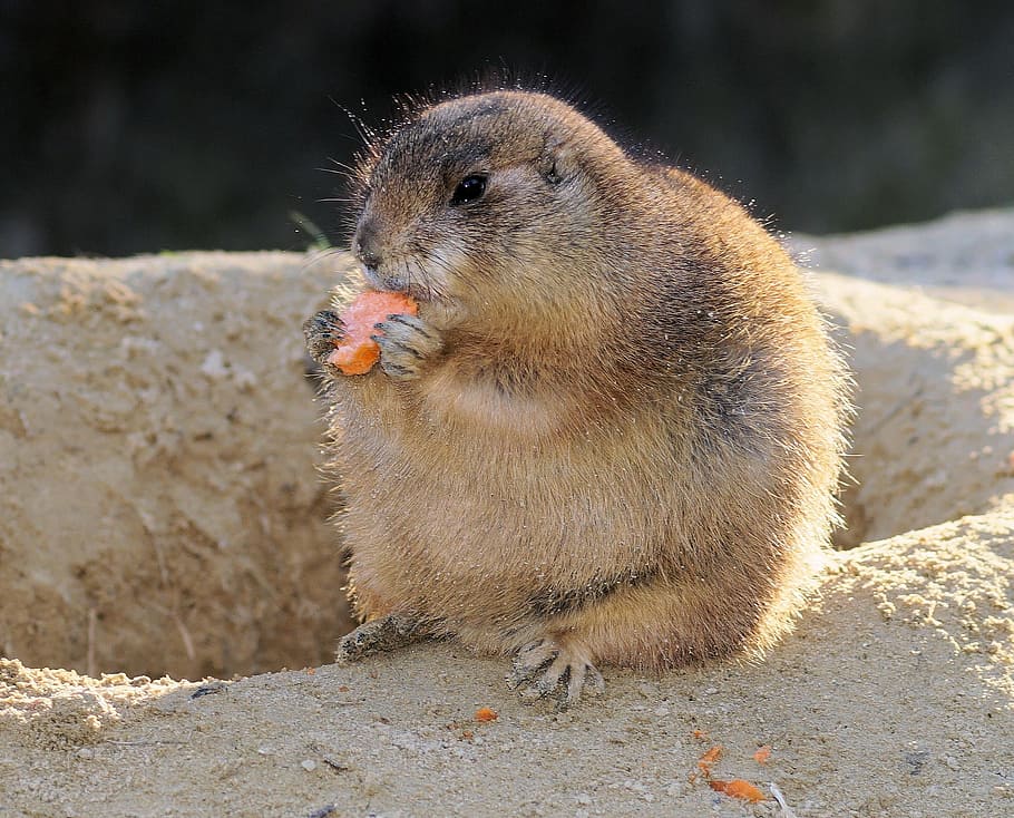 brown beaver, prairie dogs, rodent, gophers, north american gophers, HD wallpaper