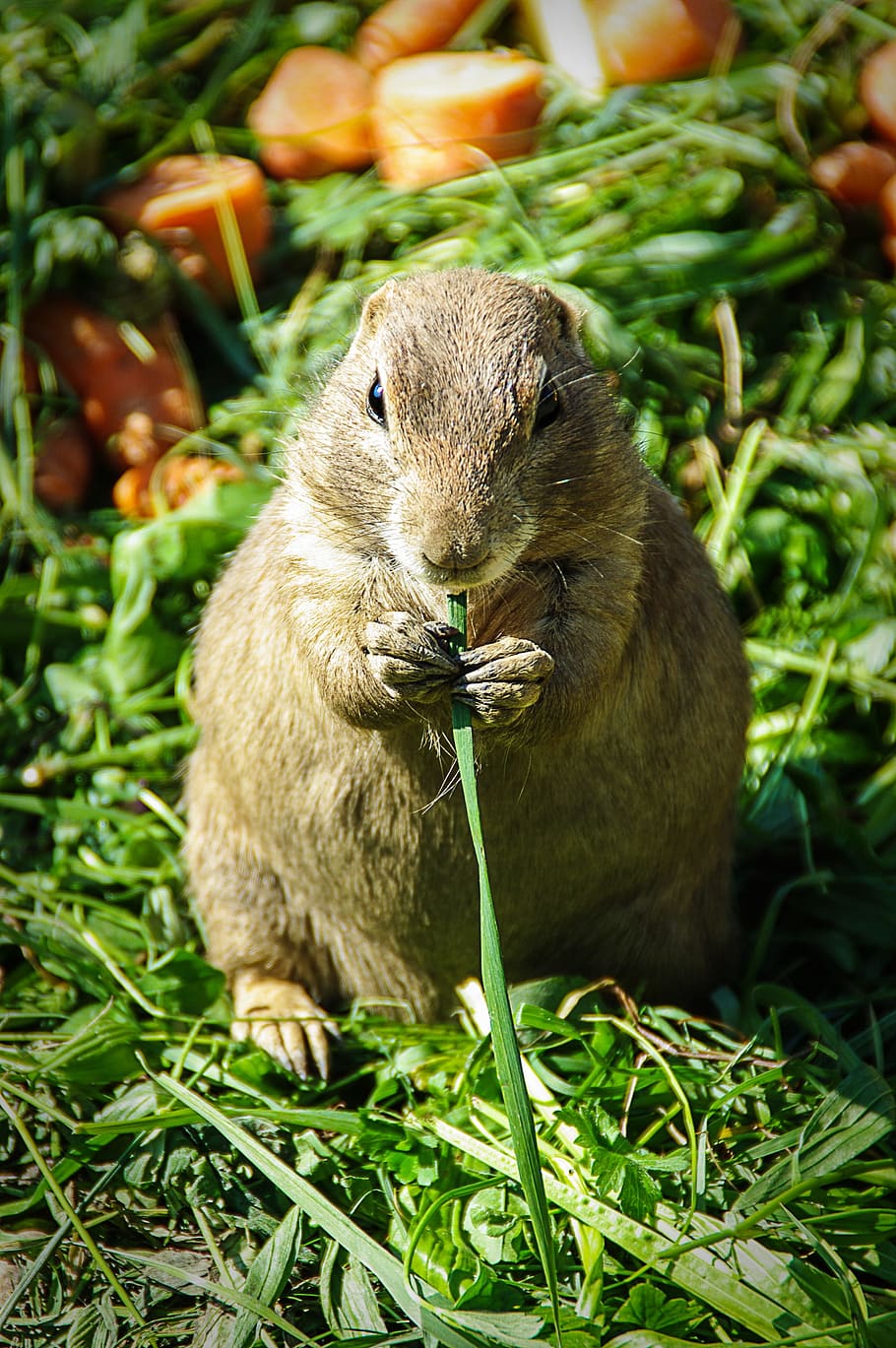 Prairie Dog, Small, Cute, Rodent, Keep, nager, animal, zoo, HD wallpaper