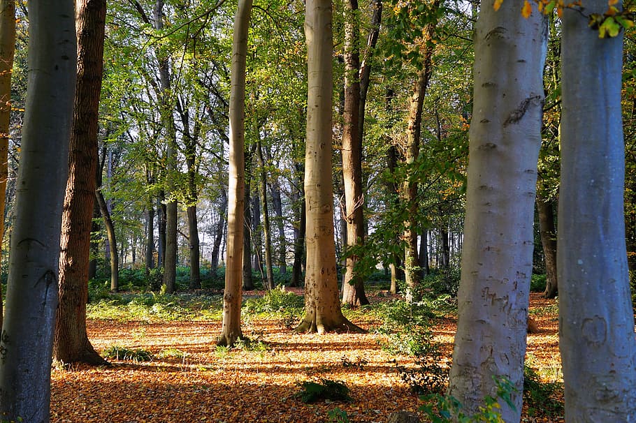gray trees in middle of forest during daytime, book, autumn HD wallpaper