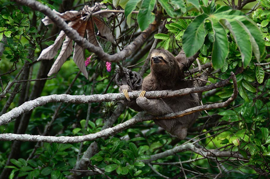 brown sloth climbs tree, brown monkey on tree, forest, three-toed sloth, HD wallpaper
