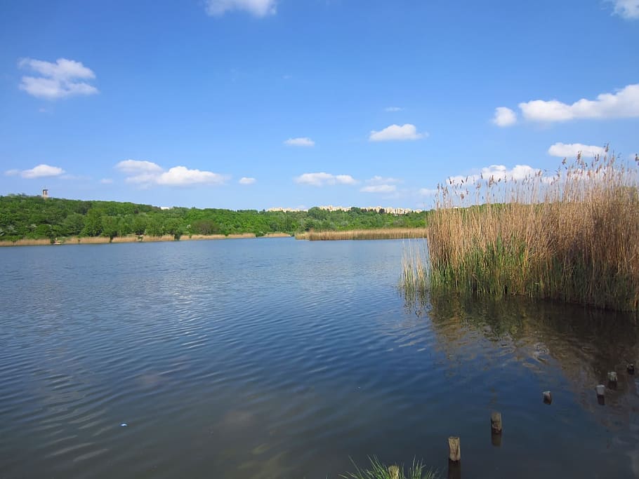 Pond, Reed, Sky, Blue, lake, nature, grass, water, cloud - sky HD wallpaper