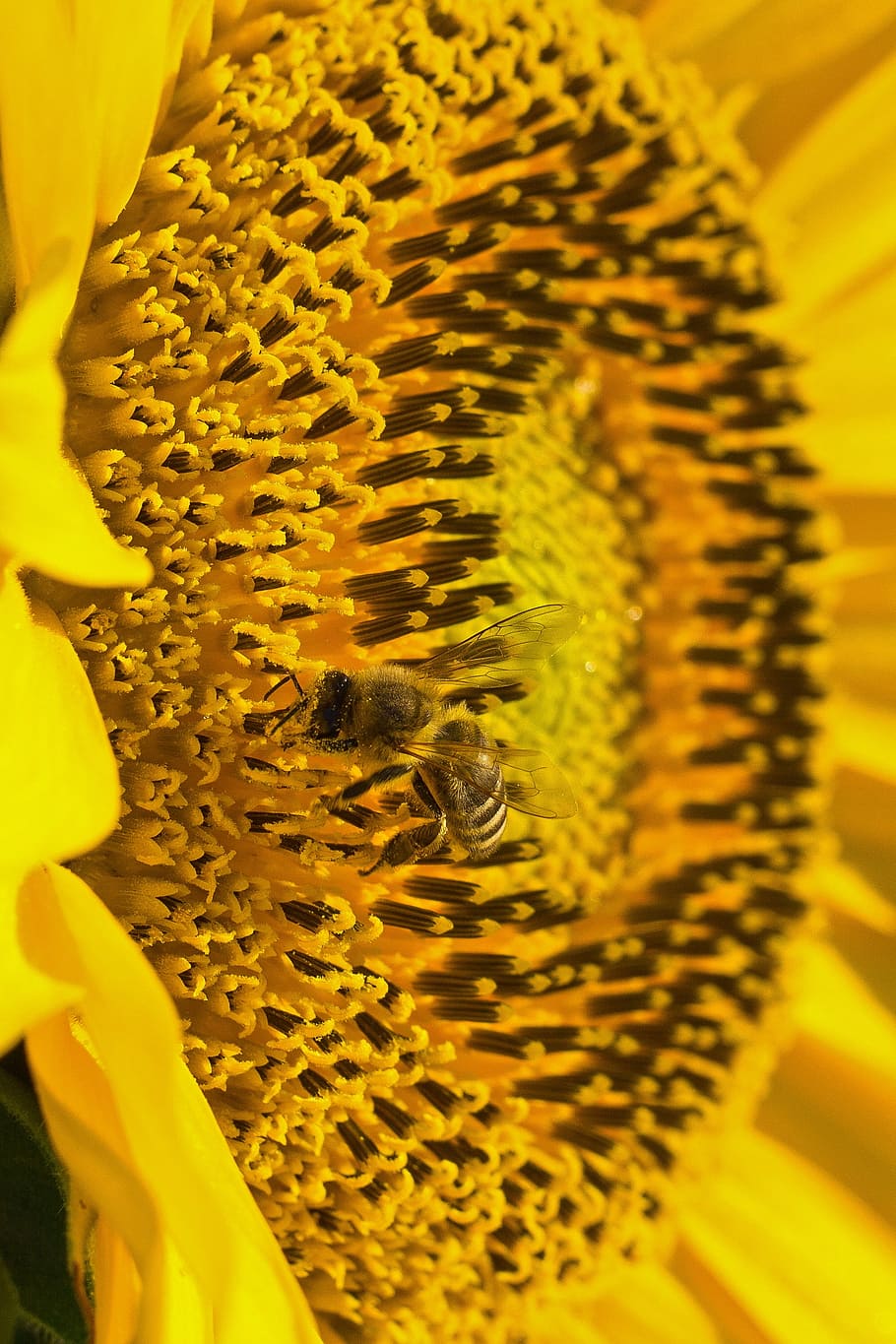 sun flower, pollen, bee, composites, blossom, bloom, summer HD wallpaper