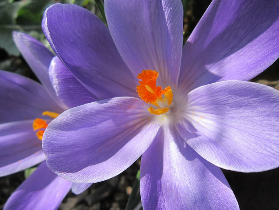 crocus, close, blossom, bloom, frühlingsanfang, spring, purple HD wallpaper
