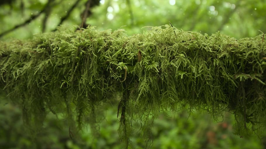 Moss, Forest, Forest, Green, Trails, Bark, Moist, flora, park HD wallpaper
