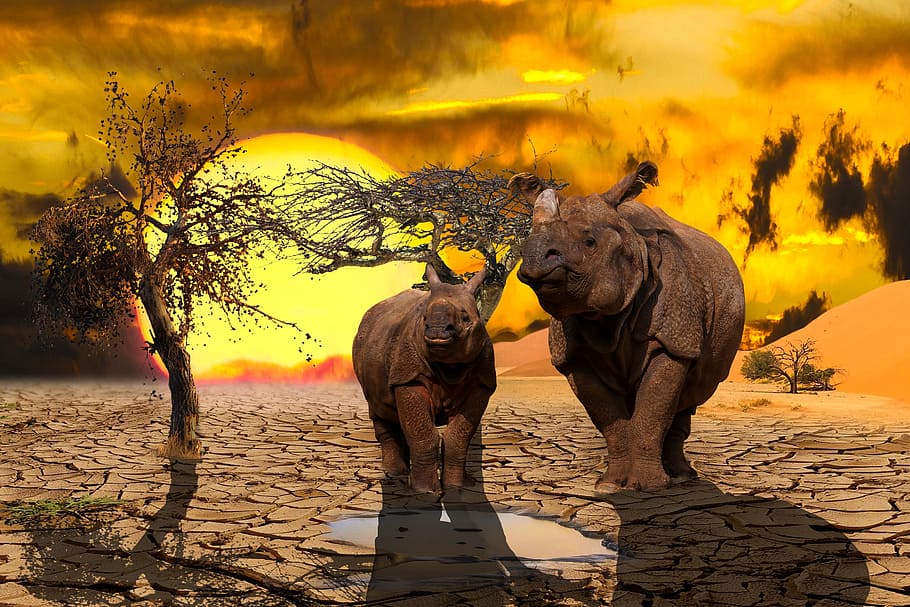 two brown rhinoceros, nature, landscape, animals, climate change, HD wallpaper