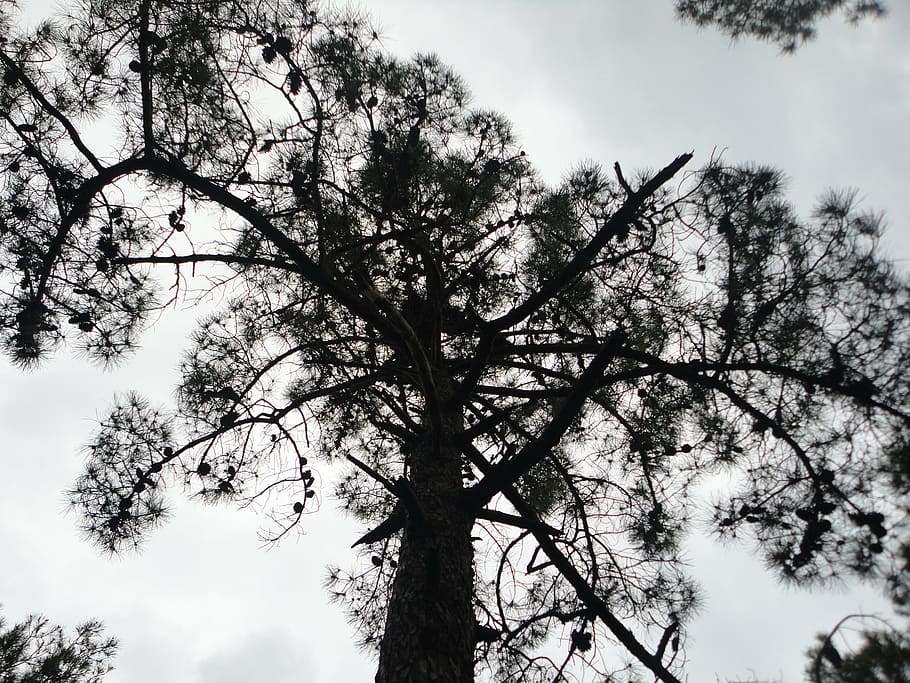 tree, nature, landscape, shadow, sky, twigs, leaf, plant, low angle view HD wallpaper