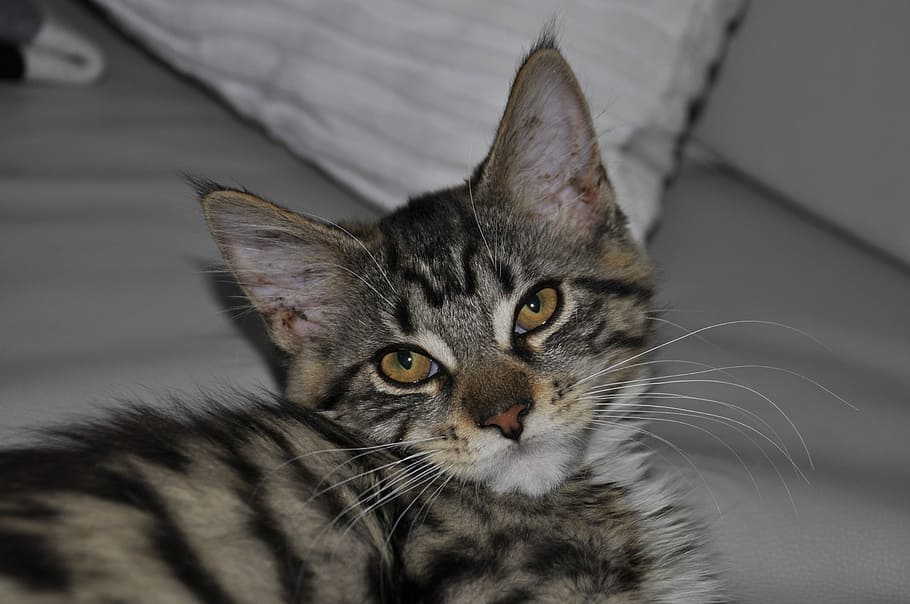 Cat, Mainecoon, domestic cat, pets, domestic animals, feline HD wallpaper