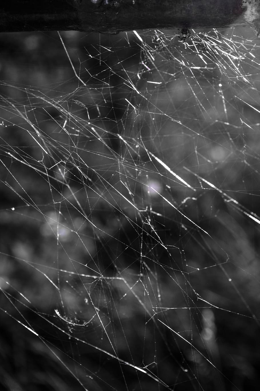 Web, Abstract, Nature, Insects, spider web, fragility, danger HD wallpaper