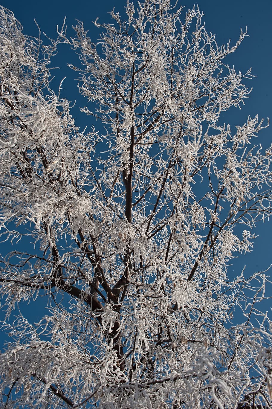 Winter, Hoarfrost, Cold, Nature, Season, beautiful, ice, white HD wallpaper
