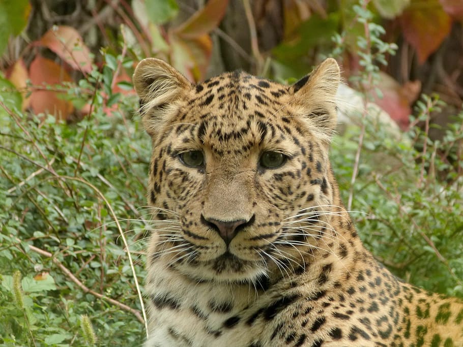 leopard, chinese leopard, big cat, young, portrait, zoo, feline HD wallpaper