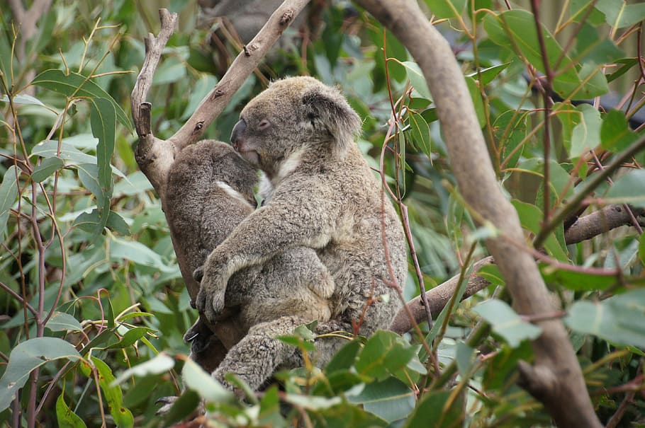 two brown hugging koalas on tree, australia, koala bear, lazy, HD wallpaper