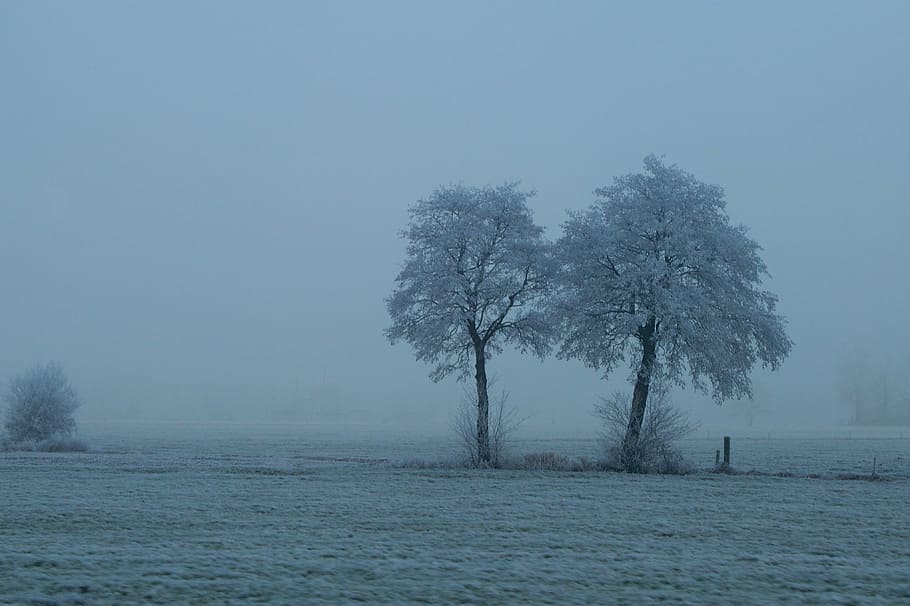 fog, trees, still, nature, landscape, rest, plant, cold temperature HD wallpaper