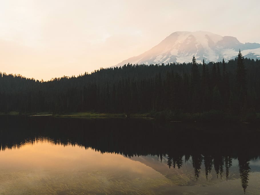 pine trees surrounded body of water mirror reflection photography, body of water with reflection of trees at daytime HD wallpaper