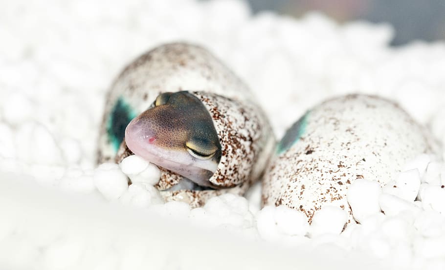 hatched gecko on foam, selective focus photo of hatch egg of animal, HD wallpaper