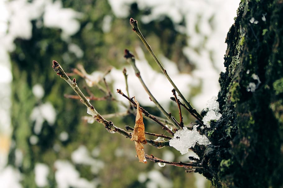 tree, sprouted grains, bud, winter, cold, nature, branch, icy HD wallpaper