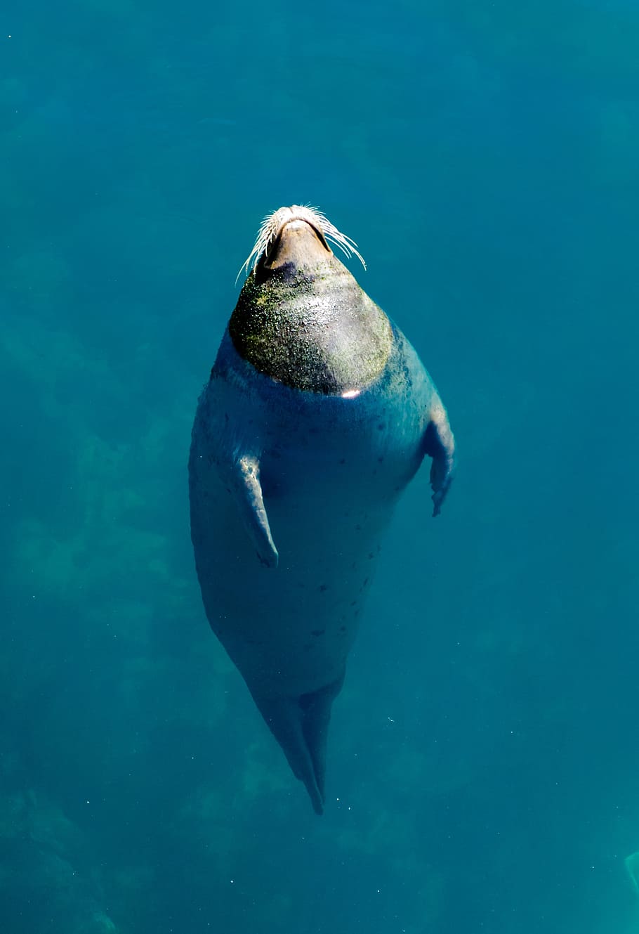 seal, water, breathing, rest, animals, underwater, animal themes HD wallpaper