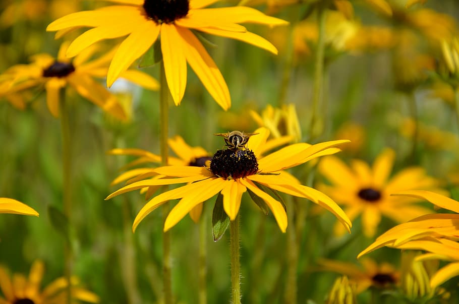 sun hat, bee, blossom, bloom, insect garden, garden flowers HD wallpaper