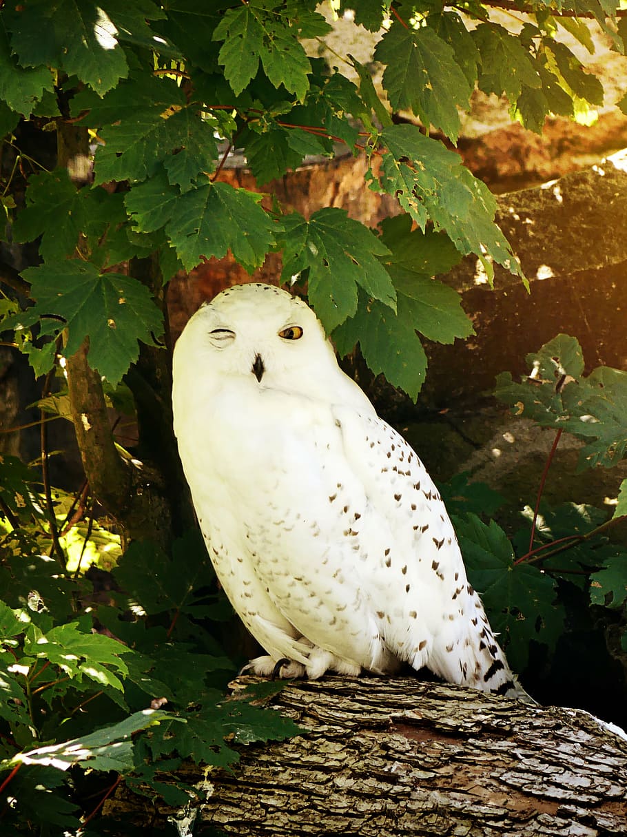 female white and black snowy owl, bird, feather, nocturnal, zoo, HD wallpaper