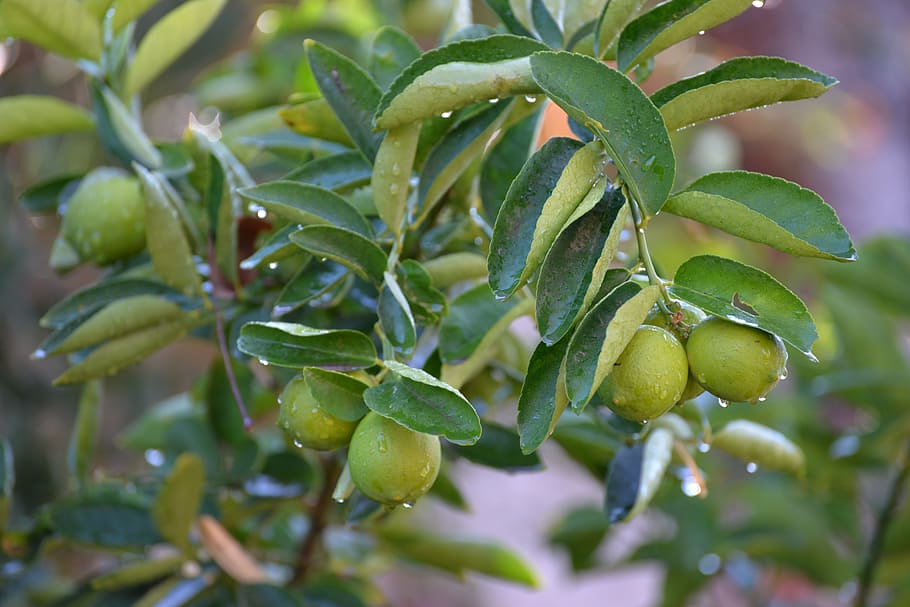 lemon, lime, green, leaves, fruits, mediterranean fruit, food and drink HD wallpaper